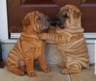 čínská štěňata Shar-Pei k adopci