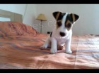 Štěňata Jack Russell Terrier zoufale touží po nových rodičích