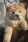 Chow chow    , záznamy veterináře a 1yr záruka genetického zdraví.