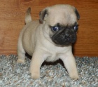 Mops štěňata k dispozici milovníkům mops