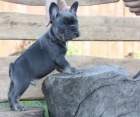 Štěňata modrého francouzského buldočka připravena jít co nejdříve