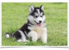 štěňátka sibiřského husky pro adopci. kontakt pro více informací a obrázků