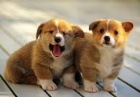 Welsh Pembroke corgi tri barevné t. Byli vychováni v našem domě spolu se svou matkou a tátou. s certifikátem 5 generace, odčervené očkování a mikročip