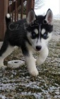 štěňátka sibiřského husky pro adopci. kontakt pro více informací a obrázků