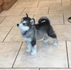 Aljašské děti Malamute jsou k dispozici co nejdříve