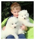samojed chlupatá štěňátka k adopci