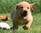 Štěňata Labradoru jsou připravena poznat nové rodiny.