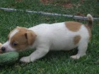 Štěňata Jack Russell Terrier zoufale touží po nových rodičích
