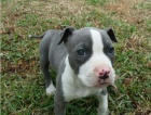 Štěňata psů Staffordshire Terrier jsou k dispozici pro nové rodiny.