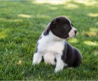 Roztomilá štěňata Boston Terrier jsou připravena pro nové přátele a rodiny