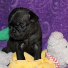 Registrovan tata Mops