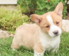Okouzlující velšský Corgi (Pembroke)