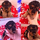 Štěňata Airedale Terrier pro adopci