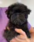 Affenpinscher štěňata k adopci