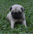 Zdravá štěňátka Pug jsou připravena pro nové rodiny.