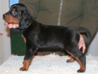 Štěňata Gordon Setter pro adopci