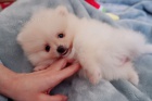 Živá štěňata pomeranianů na prodej