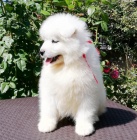 samojed chlupatá štěňátka k adopci