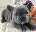 francouzský buldok Štěňata K adopci