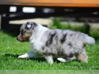 dispozici jsou štěňata shetlandských ovčáků (Sheltie)