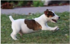Štěňata teriérů Jack Russell jsou připravena k adopci.