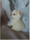 čivava štěňata pro adopci zdarma