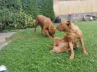 Bordeauxska Doga dispozici jsou štěňata