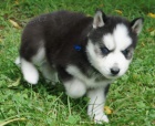 Modré oči Sibiřský husky na prodej