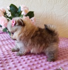 Pomeranianských Mini