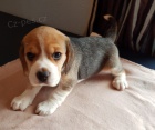 Beagelů