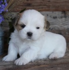  Shih-Tzu štěňatka (shi tzu, si-tzu, shitzu, si-cu)