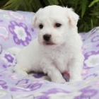 BICHON FRISE - BIŠONEK s PP