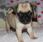 MOPS S PP
