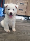 Americká akita štěňata. Máme 5 naprosto úžasných amerických štěňat Akita na prodej. Máme 1 černého muže, 1 bílého muže a 3 bílé ženy.