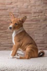 2 Basenji štěňata muzy a zeny