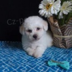 Milá Bichon Frise