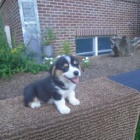 úžasný Welsh Corgi (Pembroke)