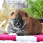 Miláčku Shiba Inu