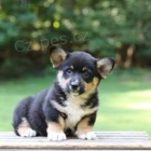 Rozkošný Welsh Corgi (Pembroke)
