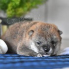 Miláčku Shiba Inu