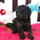 Okouzlující Cavapoo