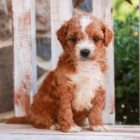 sladký Cockapoo