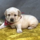Očkovaná, zdravá štěňata labradorského retrívra na prodej