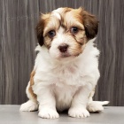 Krásná a roztomilá štěňátka Havanese na prodej