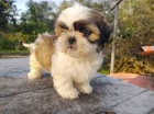   velkolep shih tzus