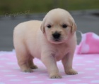 Zlatý retriever s pp