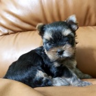 Jorkšírský terrier 