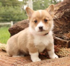 milující Welsh Corgi (Pembroke)
