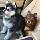Pomsky psi jsou k dispozici pro dobré rodiny.