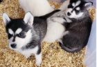 Pomsky psi jsou k dispozici pro dobré rodiny.
